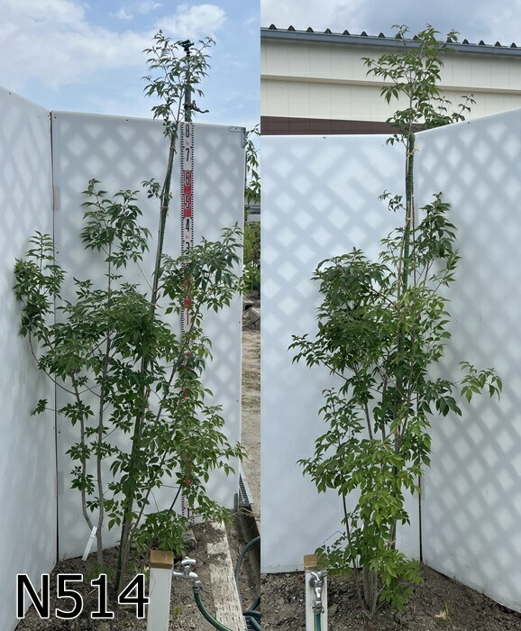 楽天市場】【現品発送】ピセア・プンゲンストーヒ ホプシー 苗木