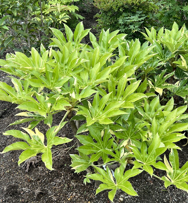 330.斑入りヤツデ苗 叢雲錦 ムラクモニシキ 330.斑入りヤツデ苗 叢雲錦