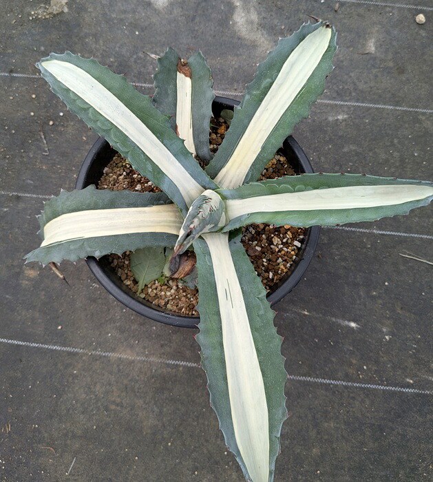 アガベ　華厳　57センチ❗ アガベ・アメリカーナ「華厳」 5号ロングポット | | アガベ