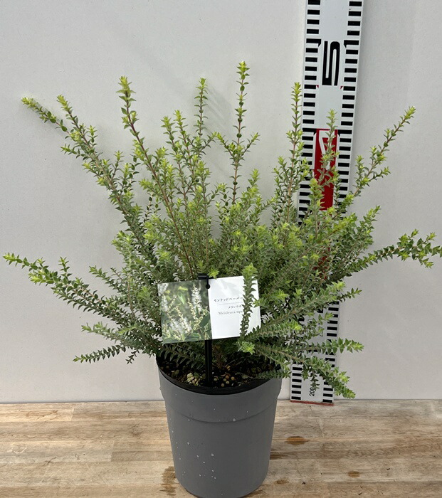 【◎MON◎】メディカル高さ140㎝前後、レッドジェム高さ120㎝前後 ◎MON◎】メディカル高さ140㎝前後、レッドジェム高さ120㎝前後 数量