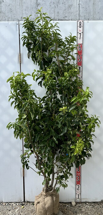 楽天市場】【現品】ソヨゴ 苗木 株立ち 雌株（メス株） 樹高1.4