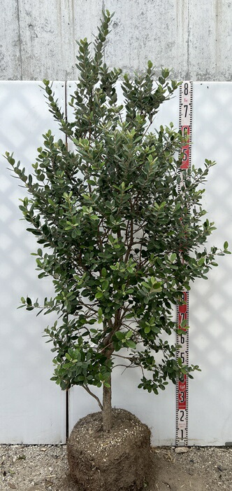 楽天市場】フェイジョア アポロ 苗木 6号【大実品種】 : 千草園芸 楽天市場】フェイジョア アポロ 苗木 6号【大実品種】 : 千草園芸
