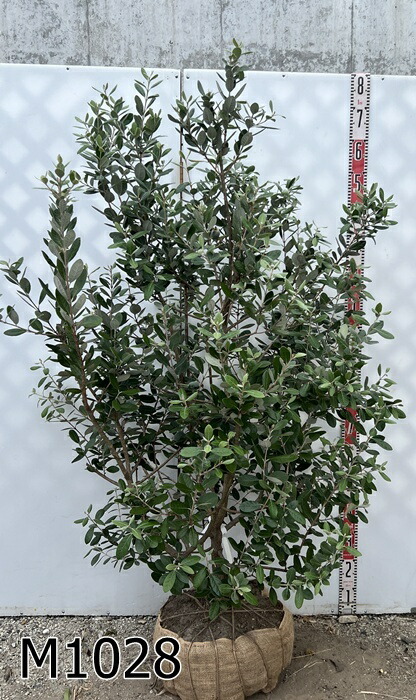 フェイジョア　トライアンフ ⑤ フェイジョア トライアンフ 5号｜果樹04-PA | 果樹 | 赤塚植物園