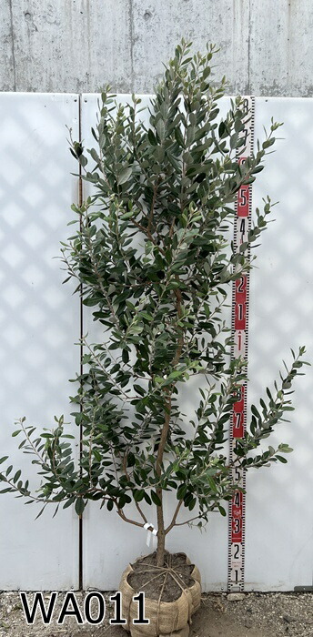 7-27果樹【フェイジョア　2本立ち】樹高約122cm【送料込み】 楽天市場】フェイジョア 苗木 実生苗 株立ち（2本立ち） 7号(e07