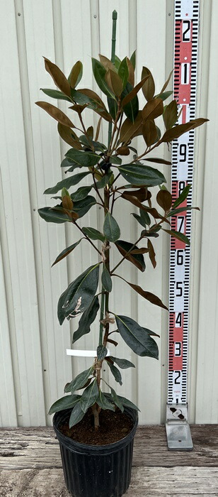 タイサンボク 斑入り 5.5号鉢 タイサンボク 斑入り 5.5号鉢