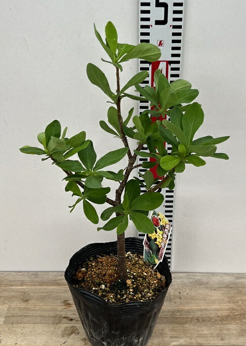 【直接取引】中国ニンジンボク　細葉ニンジンボク 9〜10号 中国ニンジンボク ポット苗 の通販 | 園芸ネット