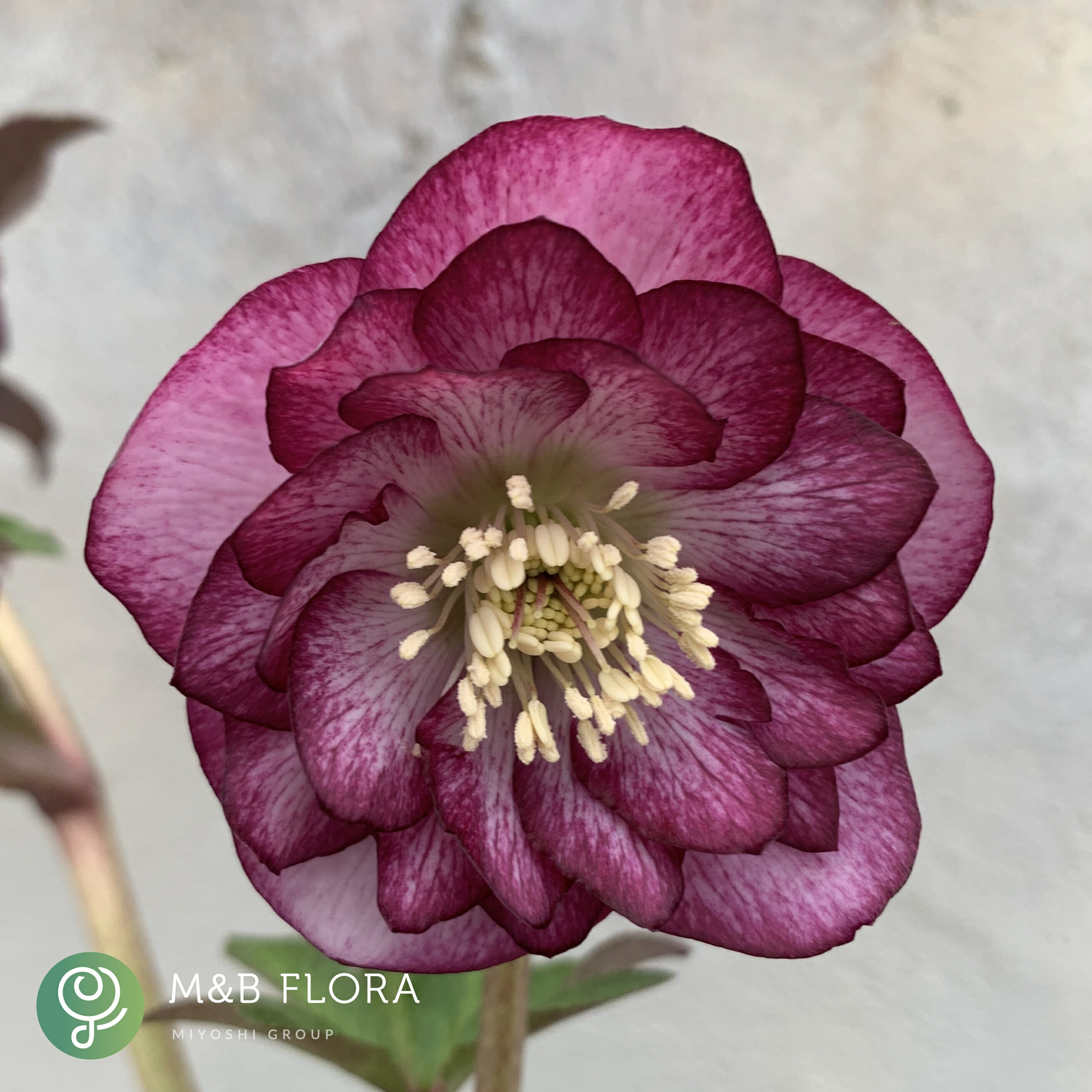 楽天市場】ミヨシのクリスマスローズ ダブルファンタジー 3号苗