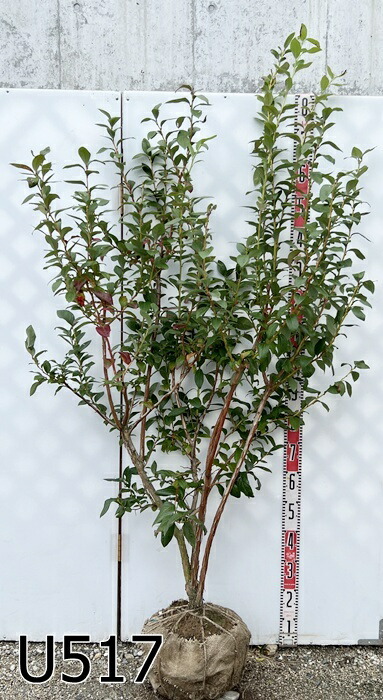 楽天市場】大苗ブルーベリー苗 大実ブルーベリーチャンドラー苗