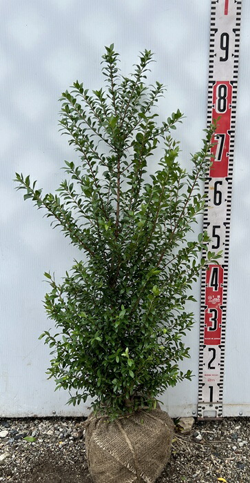 楽天市場】紫銀葉アカシア プルプレア 7号 苗木 : 千草園芸