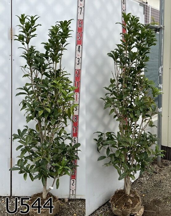 楽天市場】紅花キンモクセイ フレグランスレッド 苗木 樹高90cm : 千草園芸