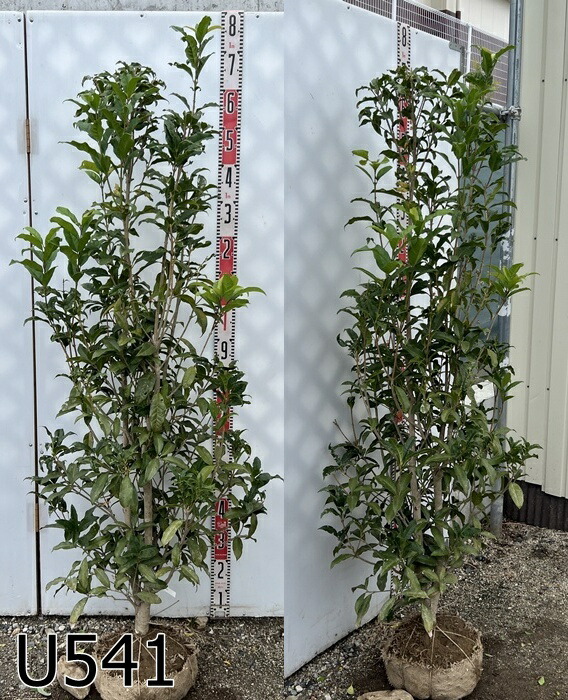 楽天市場】紅花キンモクセイ フレグランスレッド 苗木 9号フレグラー