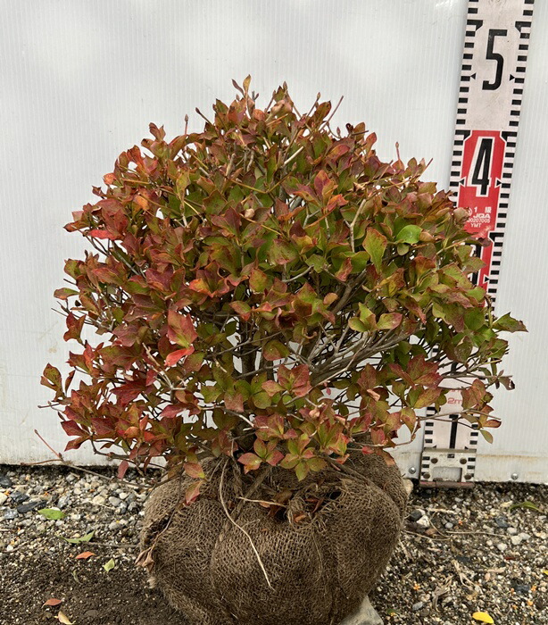 楽天市場】【現品】ドウダンツツジ 苗木 W60cm×D50cm×H110cm T818《花