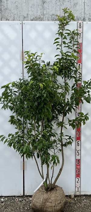 楽天市場】【現品発送】ソヨゴ 株立ち 雌株(メス株) 樹高1.7m