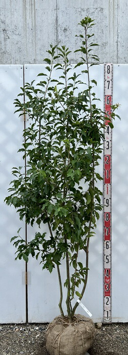 ソヨゴ　雄　271 楽天市場】雄 ソヨゴの通販