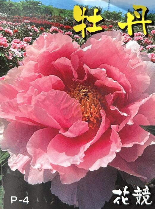 牡丹の苗木 花競 特大株 牡丹の苗木 花競 特大株