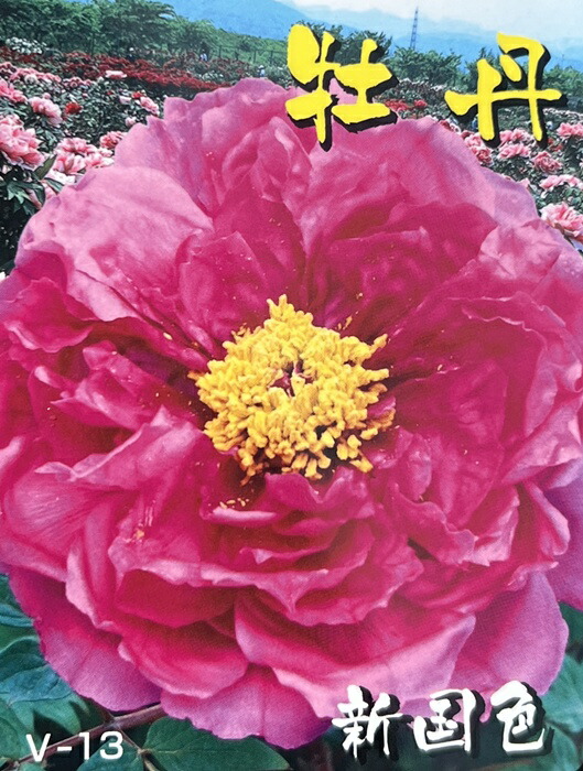 楽天市場】ボタン(牡丹) 苗木 紫晃（シコウ） 7号鉢植え : 千草園芸