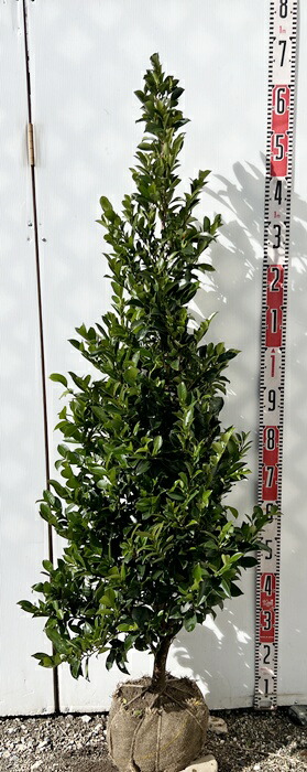 楽天市場】本サカキ(ホンサカキ)樹高1.5m前後(根鉢含まず) 本榊 苗木