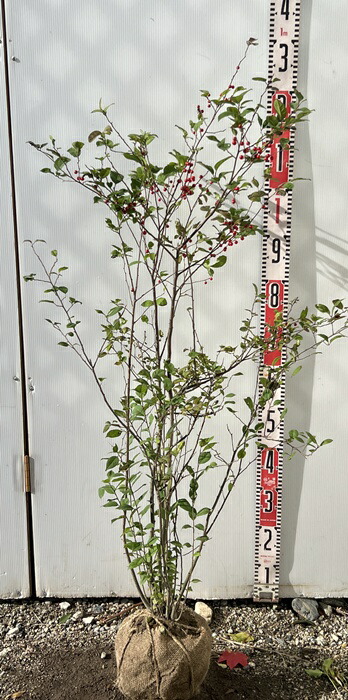 楽天市場】ウメモドキ 2m 露地 苗木 : トオヤマグリーン