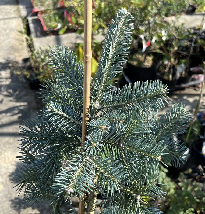 楽天市場】【選べる現品】ピセア・プンゲンストウヒ ホプシー 8号