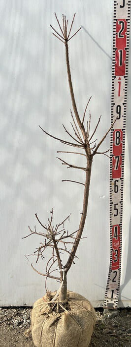 楽天市場】【現品Y123】スモークツリー ホワイトファー 苗木 7号