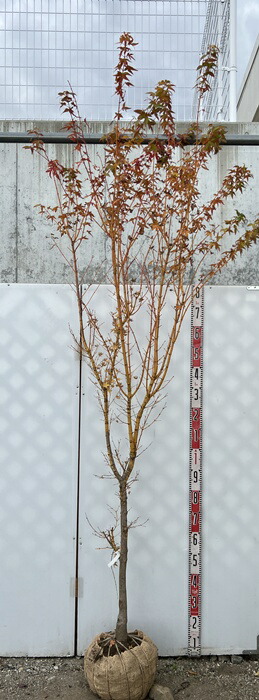 楽天市場】【現品】モミジ 胡蝶の舞(コチョウノマイ) 苗木 G624 樹高