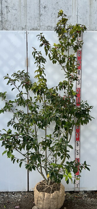 楽天市場】【現品】ソヨゴ 株立ち 雌株(メス株) 樹高1.6m Y109