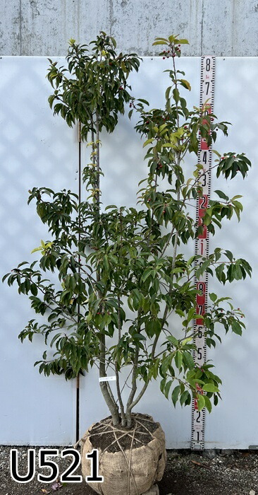 楽天市場】【現品】ソヨゴ 株立ち 雌株(メス株) 樹高1.6m Y109