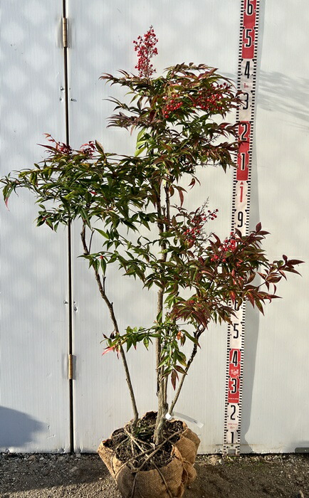 楽天市場】【現品】ヤマコウバシ 苗木 株立ち 樹高2.1m K508 : 千草園芸