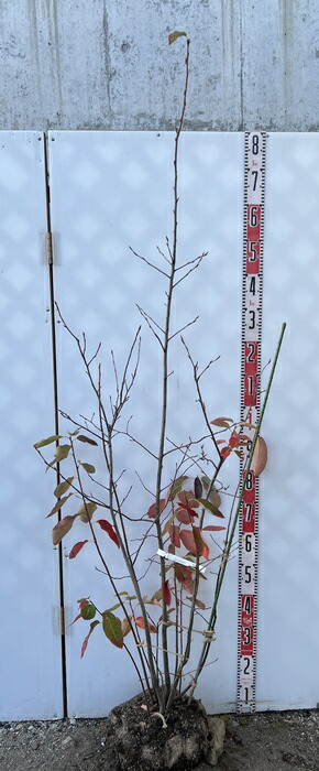 楽天市場】【現品】ジューンベリー 苗木 株立ち 樹高1.7m K712 : 千草園芸