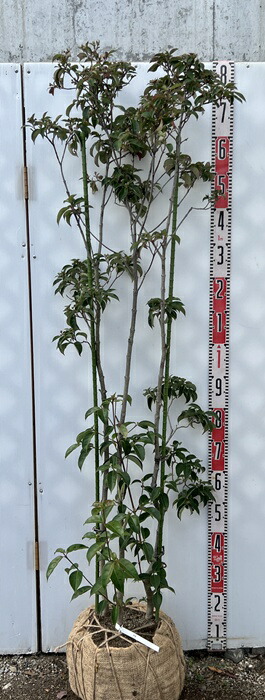 楽天市場】寒ボケ(寒木瓜) 雪小町（白花）4号鉢盆栽仕立て苗(c1