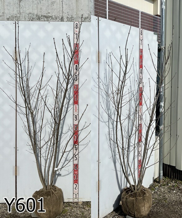 楽天市場】【現品】アオダモ 株立ち 苗木 樹高1.5m GA04 : 千草園芸