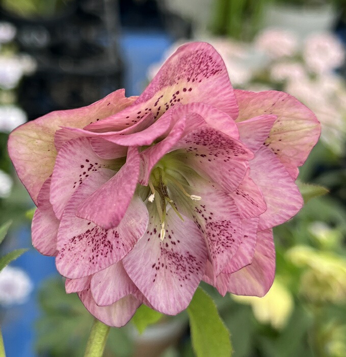 楽天市場】【現品】クリスマスローズ ダブル咲き ブラック系 3.5号