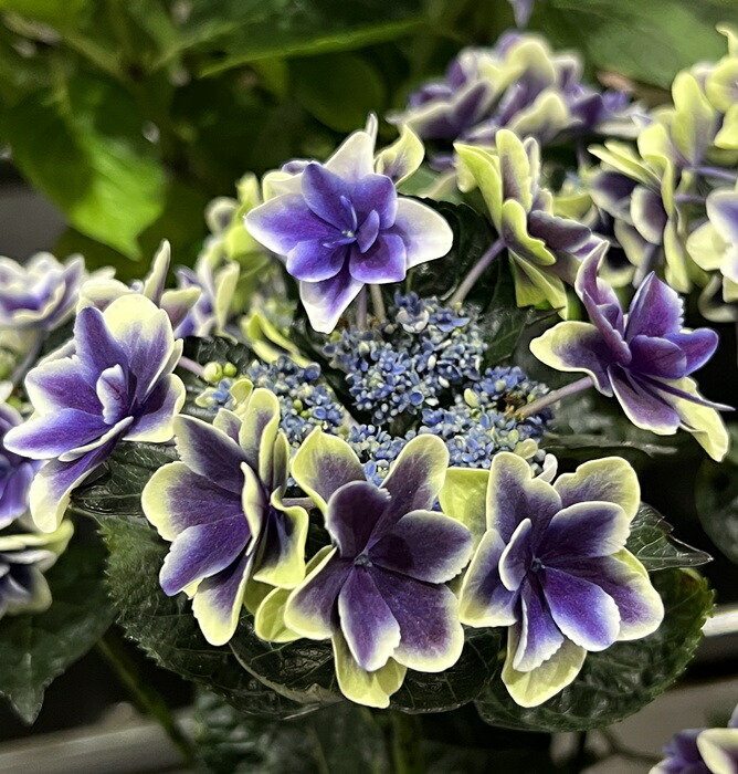 年度末特価！4鉢価格！紫紺のゆらぎ チョコレート 紫陽花 アジサイ 苗