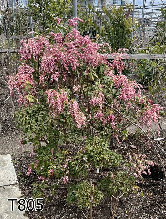 【選べる現品】アセビ　赤花　苗木　大株　W80cm×D70cm×H110cm