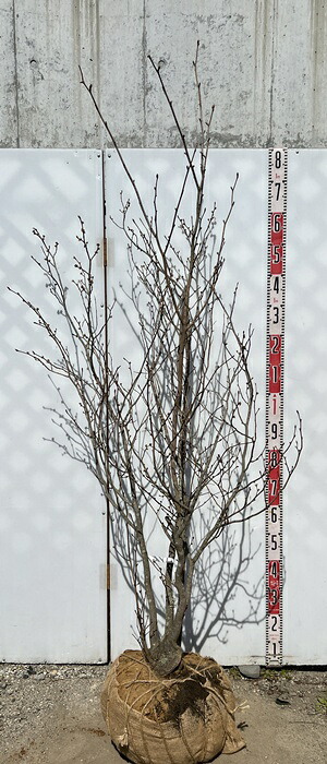 【現品】ダンコウバイ　株立ち　樹高1.7ｍ【雄雌不明株】E858