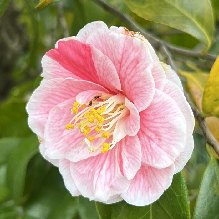 【現品】椿(ツバキ)想いの儘(オモイノママ) 樹高約1.5m 【D534】|千草園芸