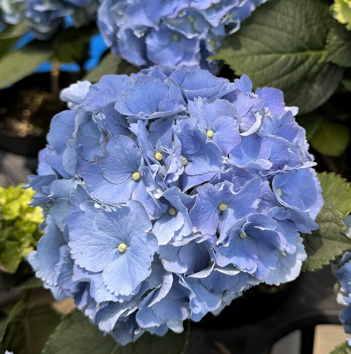 楽天市場】【開花株】アジサイ（紫陽花・あじさい）有松（アリマツ