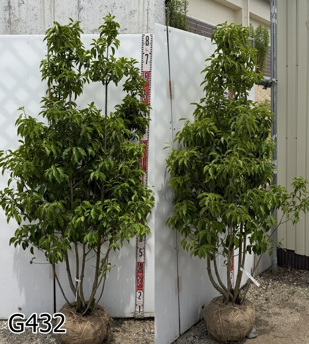 【現品発送】ソヨゴ　株立ち　雌株(メス株)　樹高1.6ｍ～　《シンボルツリーに最適な苗木　植木　庭木》｜千草園芸