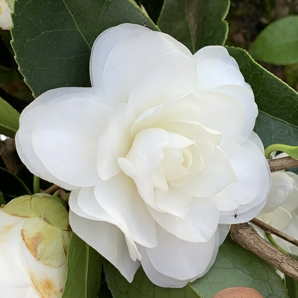 楽天市場】椿（ツバキ）かぎろひ 4.5号苗(g08-3) : 千草園芸