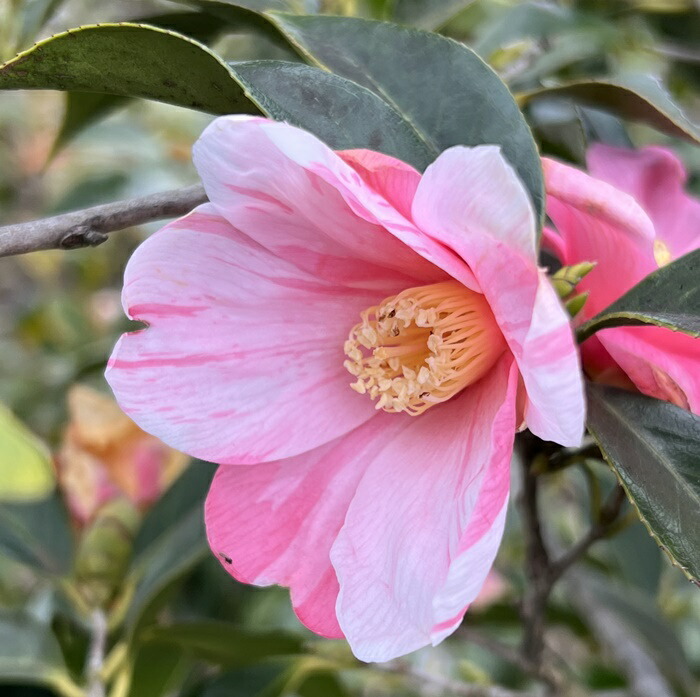 現品 椿 ツバキ お姫様侘助 ヒメワビスケ 1 7 Brucetires Ca