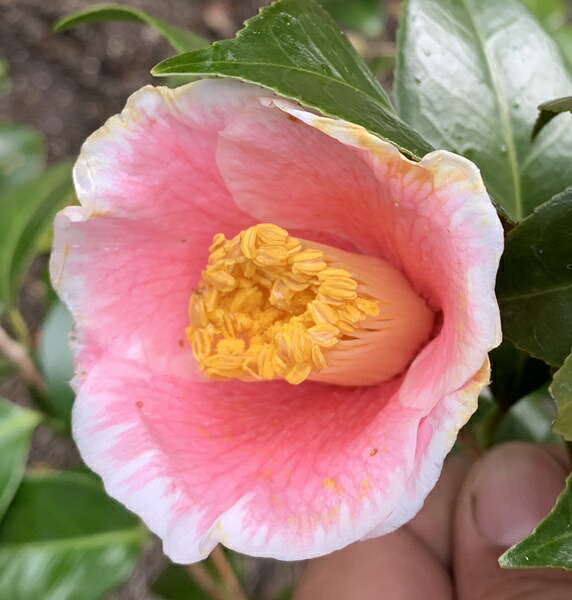 楽天市場】【現品発送】椿（ツバキ）初黄（ショコウ）樹高1.4m 苗木