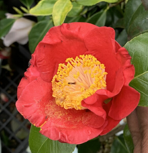 フランクハウザー　洋種椿 フランクハウザー 洋種椿 赤 花 バラ