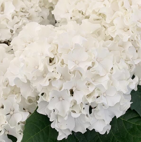 楽天市場】【花咲き過ぎ・花傷み】クロジクアジサイ マクロ