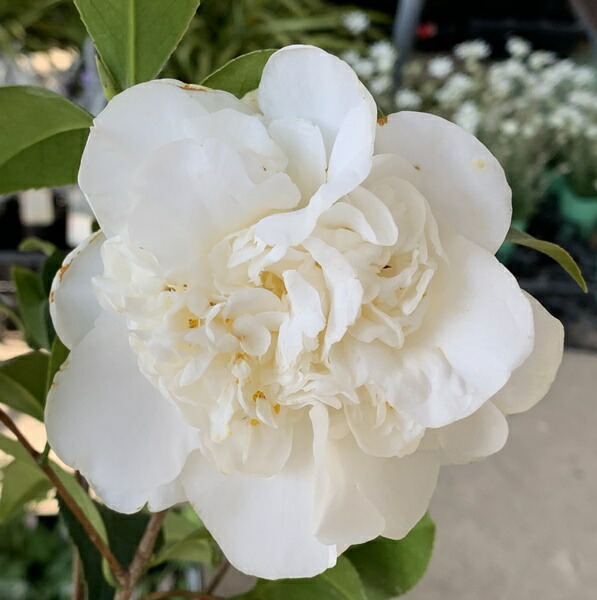 楽天市場】椿（ツバキ） 最小白花（サイショウシロバナ） 苗木 5.5号