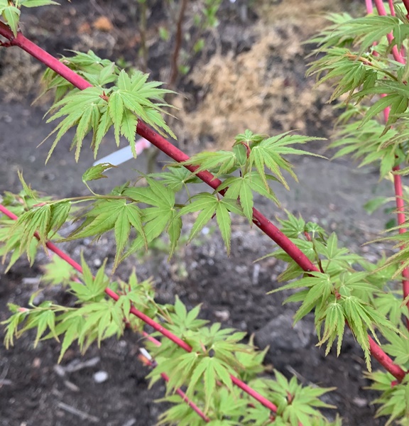 楽天市場 現品 サンゴカクモミジ 珊瑚閣紅葉 苗木 1 6m 02 千草園芸