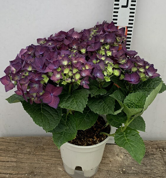 楽天市場 開花株 アジサイ 紫陽花 あじさい ディープパープル 5号 21年入荷株 千草園芸