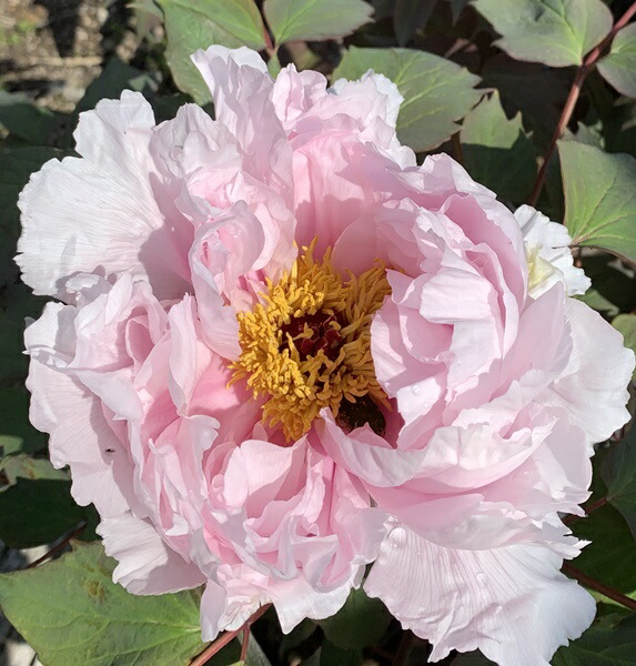 楽天市場】ボタン(牡丹) 苗木 ハイヌーン 7号 : 千草園芸