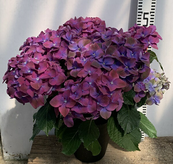 楽天市場 開花株 アジサイ 紫陽花 あじさい ラグーン パープル ６号鉢植え 21年入荷株 千草園芸