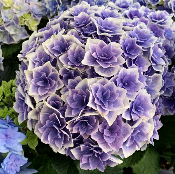 楽天市場 開花株 アジサイ 紫陽花 あじさい 旭日昇天 キョクジツショウテン 5号鉢 21年入荷株 千草園芸