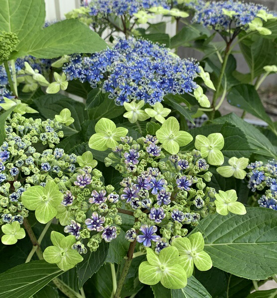 紫陽花 アジサイ 紫陽花 あじさい 大島緑花 オオシマリョッカ １０号鉢植え 千草園芸 苗物 花終わり 花の苗物 21年入荷株